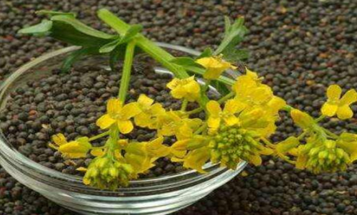 菜粕期貨的手續(xù)費(fèi)是多少？有優(yōu)惠政