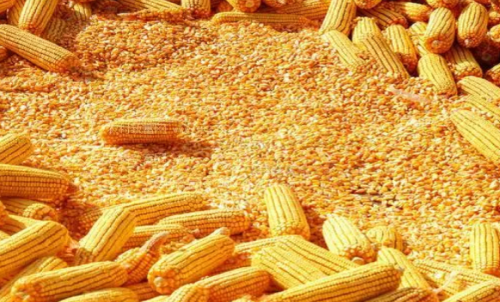 最近玉米期貨會(huì)大漲嗎？做一手玉米